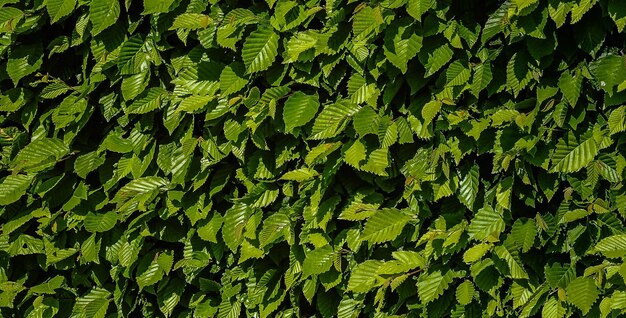 mooie natuurlijke groene plant