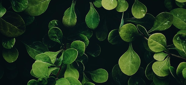 mooie natuurlijke groene plant