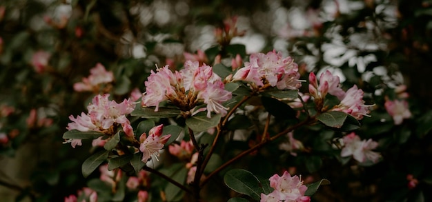 mooie natuurlijke groene plant