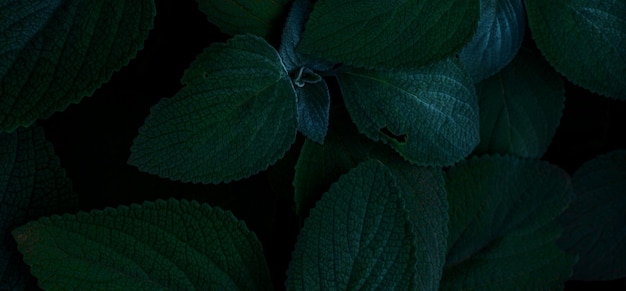 mooie natuurlijke groene plant