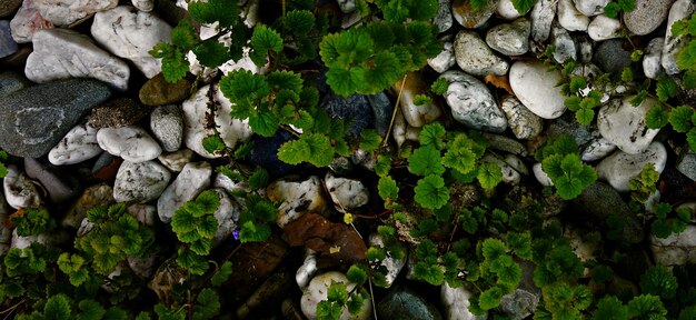 mooie natuurlijke groene plant