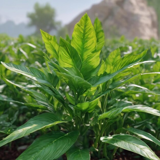 Mooie natuurlijke groene plant.