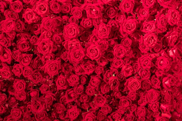 Foto mooie natuurlijke rode rozen patroon achtergrond