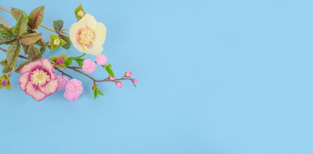 mooie Nieskruid en sakura bloemen op een blauwe achtergrond, met kopie ruimte