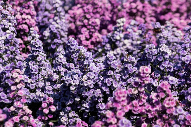 Foto mooie ochtendbloemen margaret in de tuin bloeien