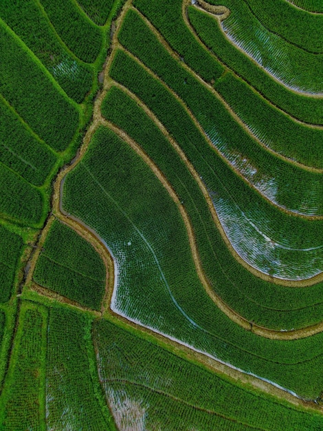 Mooie ochtendmening Indonesië Panorama Landschap rijstvelden met schoonheidskleur en lucht natuurlijk licht