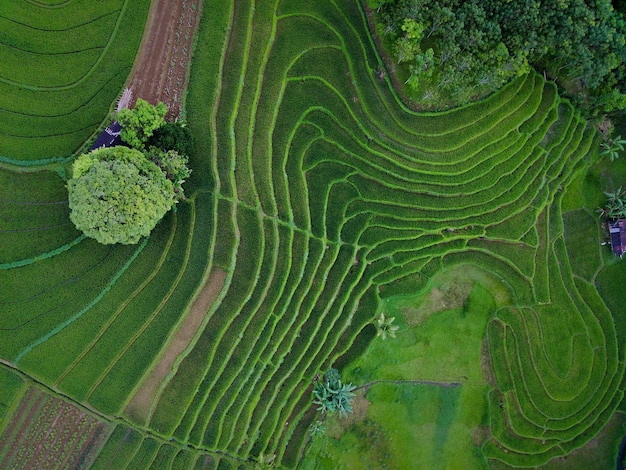 Mooie ochtendmening Indonesië Panorama Landschap rijstvelden met schoonheidskleur en lucht natuurlijk licht