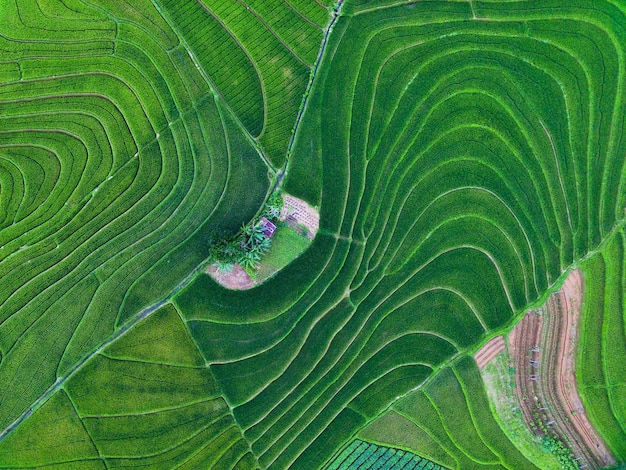 Mooie ochtendmening Indonesië Panorama Landschap rijstvelden met schoonheidskleur en lucht natuurlijk licht