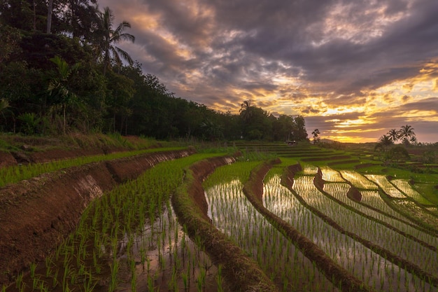 Mooie ochtendmening van de rijstterrassen van Indonesië bij een mooie zonsondergang