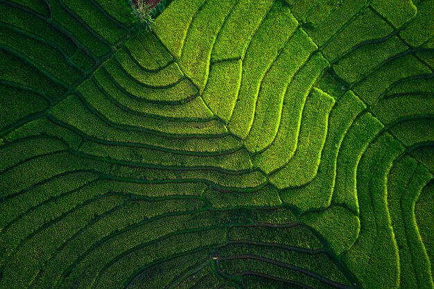 Mooie ochtendweergave Indonesië Panorama Landschap rijstvelden met schoonheidskleur en natuurlijke lucht