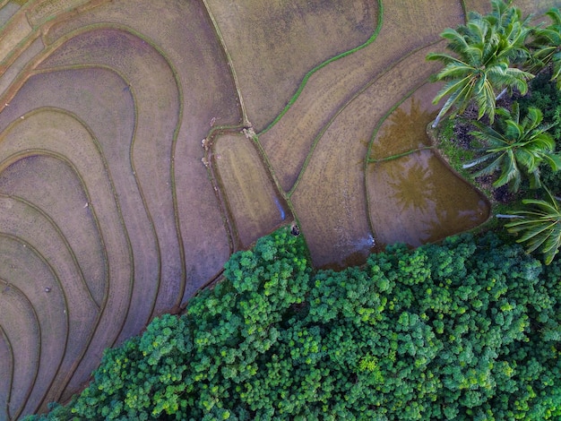 Mooie ochtendweergave van Indonesië Luchtfoto van groene rijstvelden en bossen