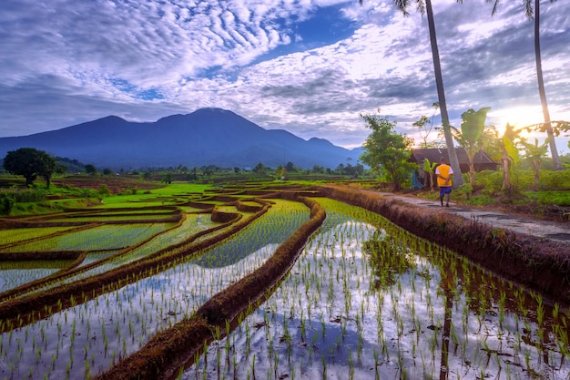 Mooie ochtendweergave van Indonesië Panoramisch uitzicht op rijstvelden met bergreflectie