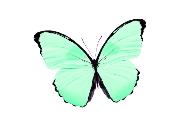 Mooie Ã'Â olor vlinder geïsoleerd op een witte achtergrond