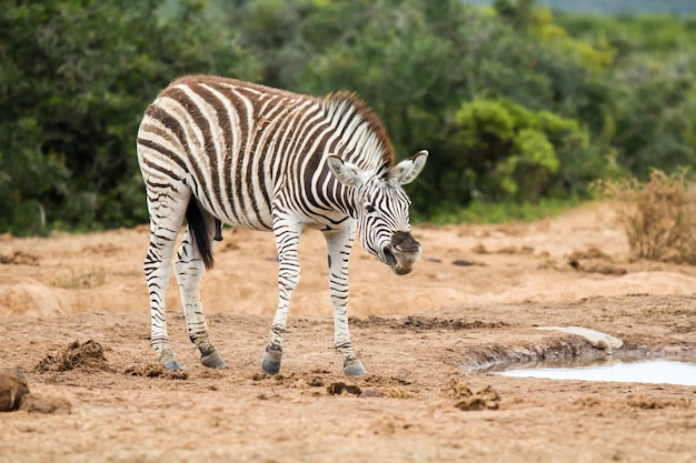 Mooie ondiepe focusopname van een zebra met een open mond die zich voorbereidt om aan te vallen