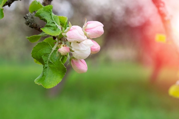 Mooie ongeopende witte appelbloesem op natuurlijke groene achtergrond