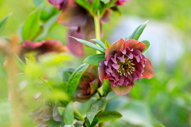 Mooie open plek Helleborus