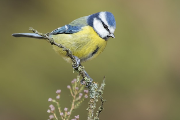 Mooie opname van de pimpelmeesvogel zittend op een tak