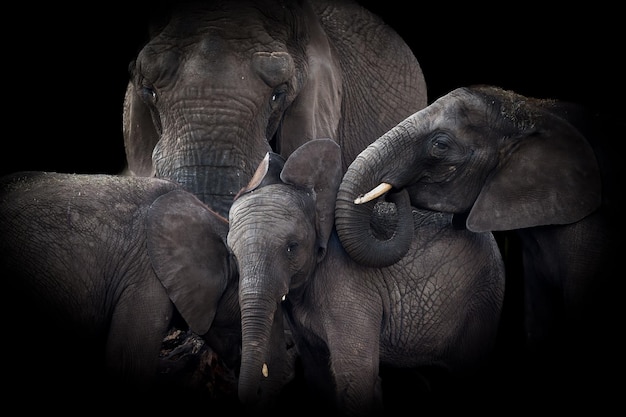 Mooie opname van een Afrikaanse olifantenfamilie tegen de donkere achtergrond