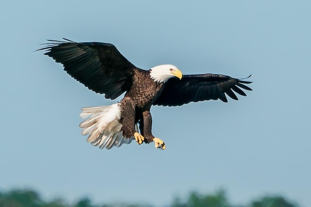 Mooie opname van een Amerikaanse zeearend die in de lucht vliegt