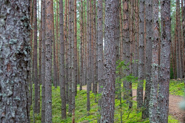 Foto mooie opname van een dennenbos met hoge groene bomen.