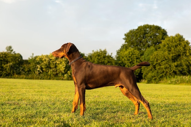 Mooie opname van een Dobermann die op het gras staat