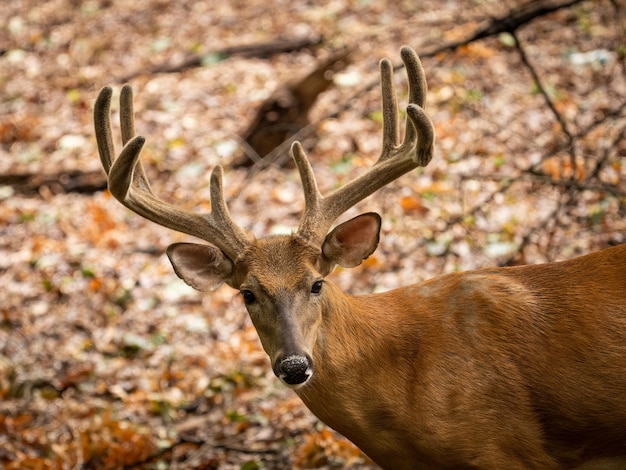 Mooie opname van een hert in het bos