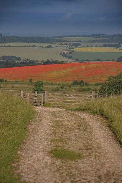 Foto mooie opname van een rood tulpenveld