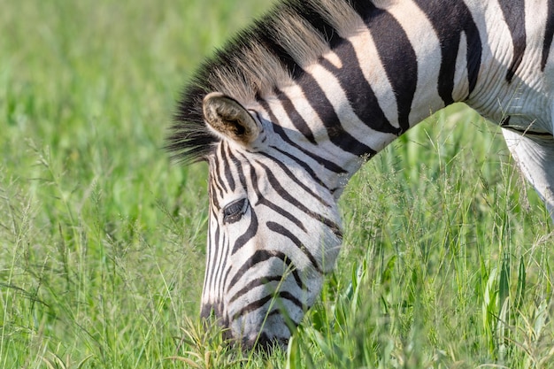 Mooie opname van een zebra in een groen veld
