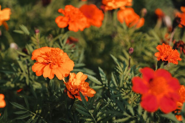 Mooie opname van goudsbloembloemen in een tuin