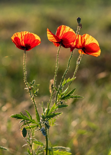 Foto mooie opname van rode bloemen in een groen veld