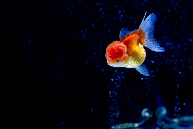 Mooie oranda-goudvis die in de tank met zuurstofbellen zwemmen.