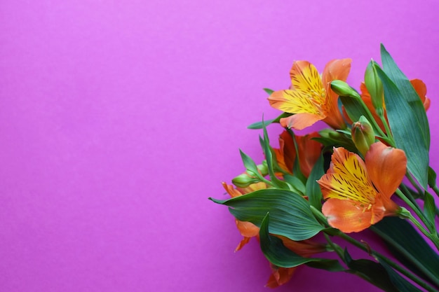 Mooie oranje alstroemeria bloemen in groene bladeren op een felroze achtergrond peruaanse lily