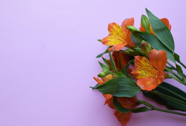 Mooie oranje alstroemeria bloemen in groene bladeren op een roze achtergrond peruaanse lelie