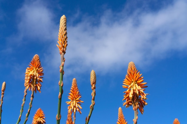 Foto mooie oranje bloeiende aloë vera tegen een blauwe hemel