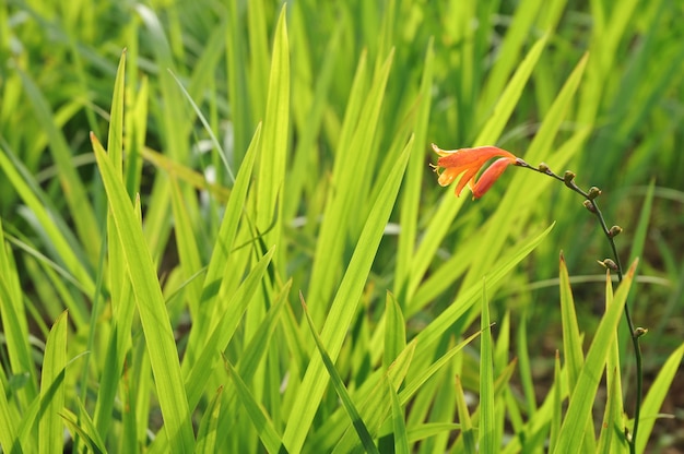 mooie oranje bloem en weide groene grassen