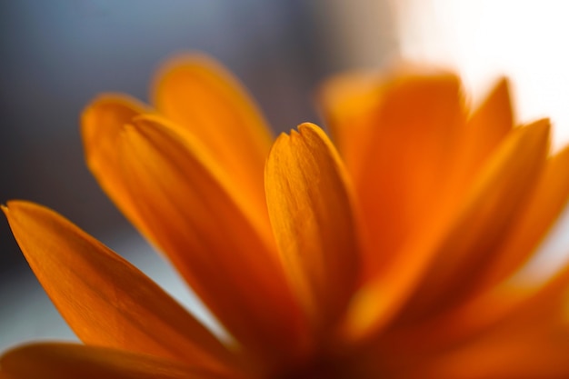 mooie oranje bloem in de natuur