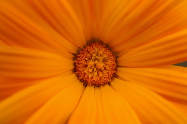 mooie oranje bloem in de natuur