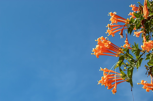 Mooie oranje bloemen of Pyustegia-venusta in tuin