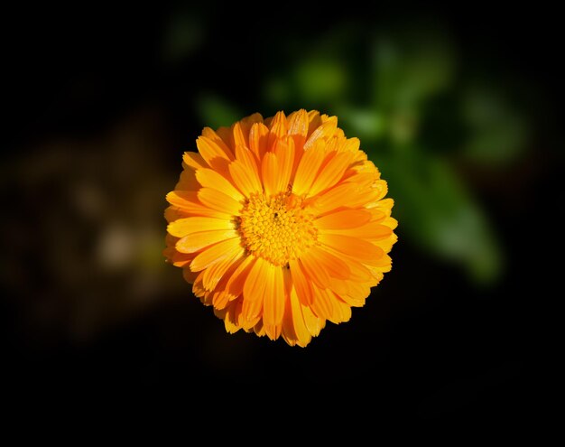 Foto mooie oranje calendula bloem in het zonlicht close-up van bloeiende bloem kleurige bloem