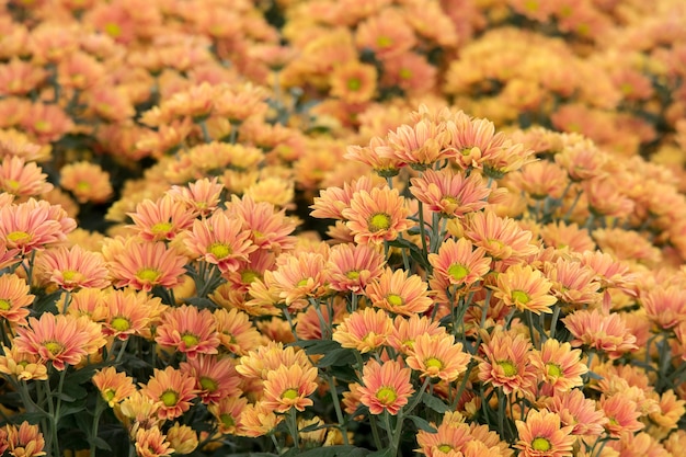 Mooie oranje chrysanthemumbloem voor aardachtergrond.