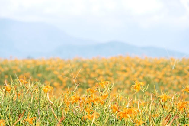 Mooie oranje daglelie bloemenkwekerij op Sixty Rock Mountain (Liushidan-berg) met blauwe lucht en wolken, Fuli, Hualien, Taiwan, close-up, kopieer ruimte