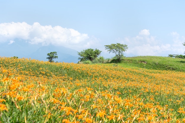 Mooie oranje daglelie bloemenkwekerij op Sixty Rock Mountain (Liushidan-berg) met blauwe lucht en wolken, Fuli, Hualien, Taiwan, close-up, kopieer ruimte