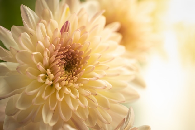 mooie oranje dahliabloem met natuurlijke achtergrond