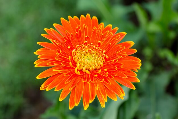 mooie oranje gerbera groeien in de tuin