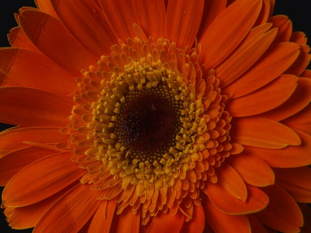 Mooie oranje gerbera madeliefjebloem