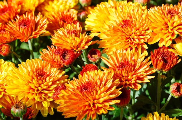 mooie oranje herfstchrysant bloemen