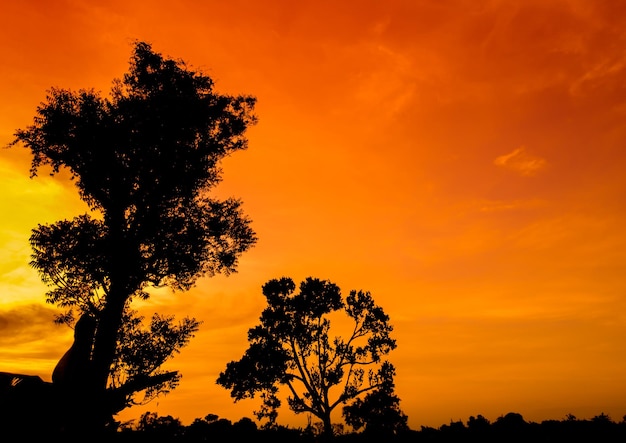 Mooie oranje lucht bij zonsondergang met boomsilhouetten