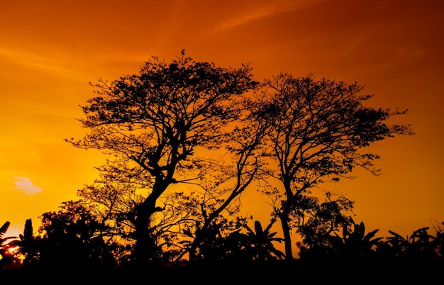 Mooie oranje lucht bij zonsondergang met boomsilhouetten