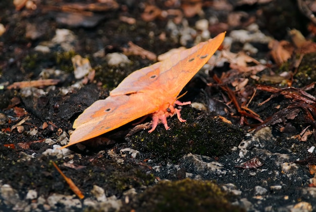 Foto mooie oranje mot ter plaatse