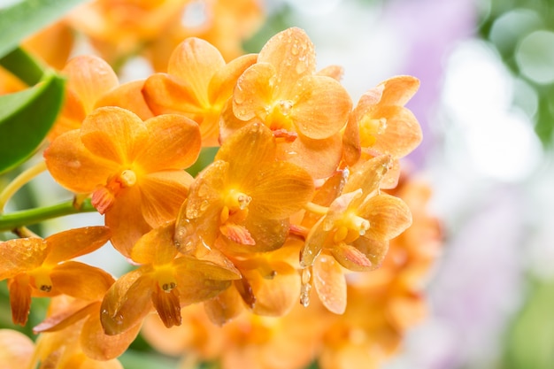 Mooie oranje orchidee, Ascocenda.